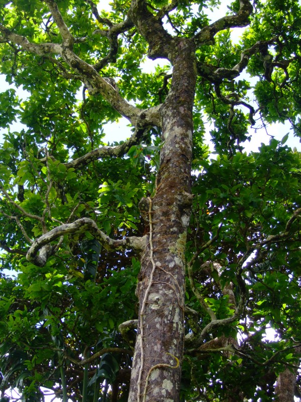 Mauritius 2010 - 0298 